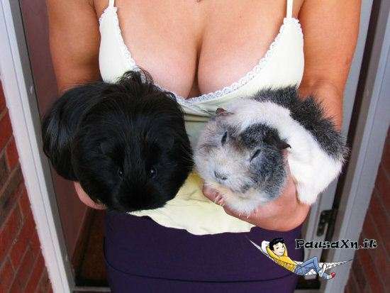 look-guinea-pigz.jpg